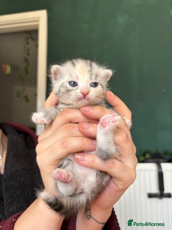 Bengal cats - Advert 1