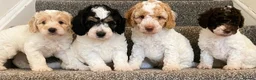Cockapoo dogs for sale: READY - 1 BOY left 🐶Cockapoos🐶 parents tested  - Advert 10