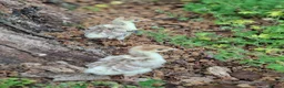 Chickens poultry for sale: Orpingtons, salmon fav, olive eggers, bourbon red  - Advert 1
