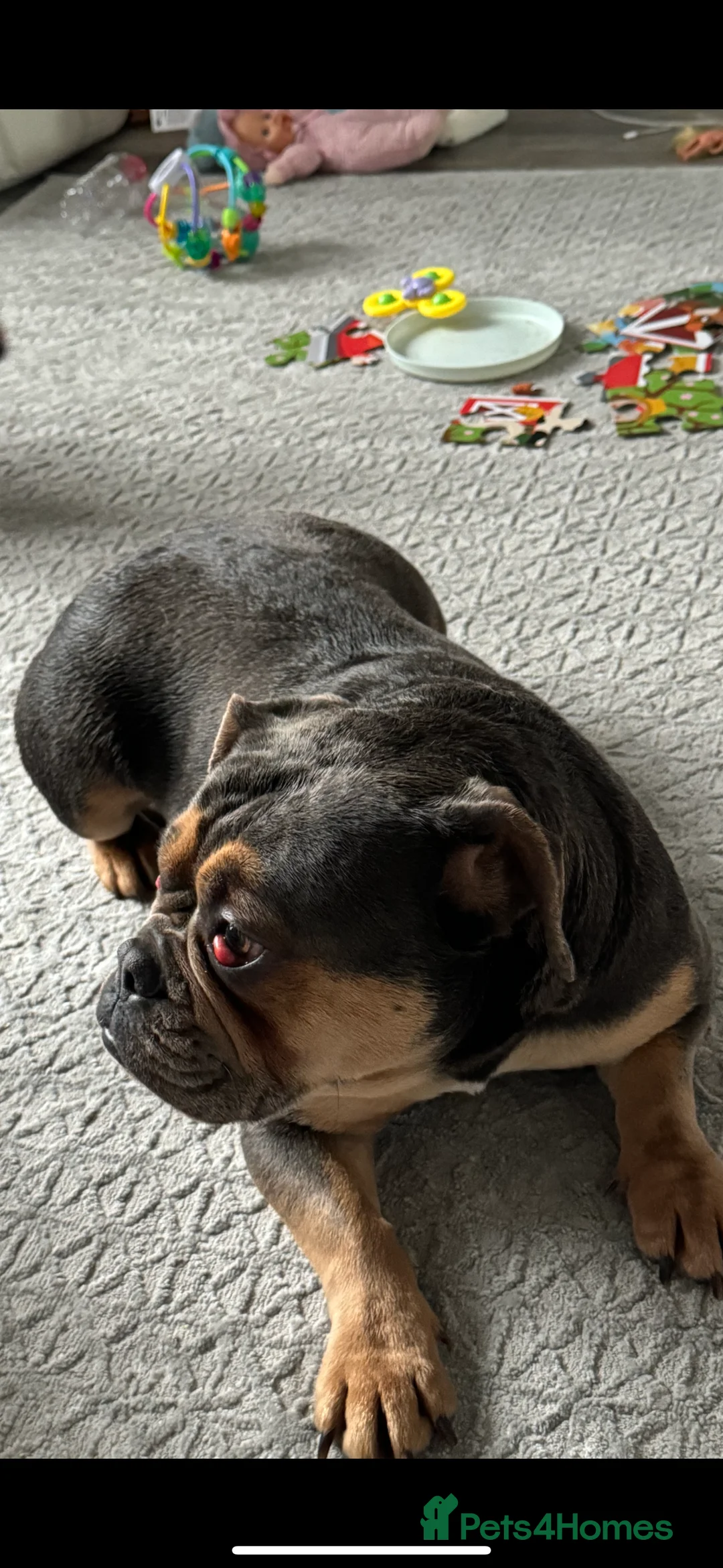 Mixed Breed dogs for sale: Mabel- English x French bulldog - Advert 2