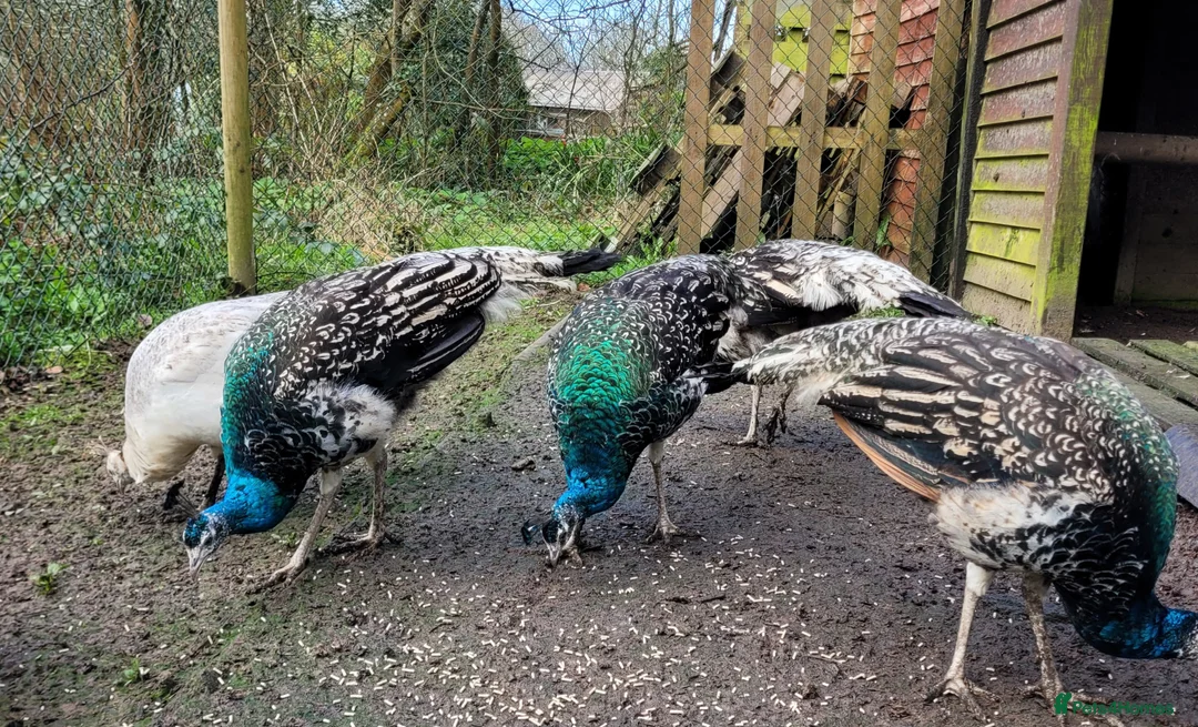 Peafowl poultry for sale: Mother and 5 Chicks in Bude - Advert 1