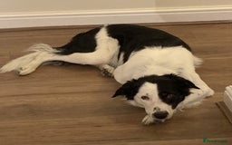 Border Collie dogs for stud: Beautiful border collie for stud -proven in Southampton - Image 12