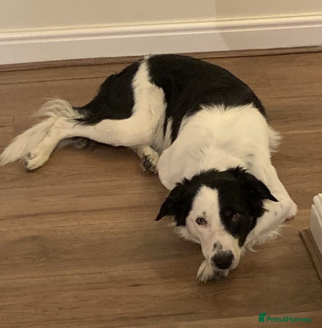Border Collie dogs for stud: Beautiful border collie for stud -proven in Southampton - Image 12