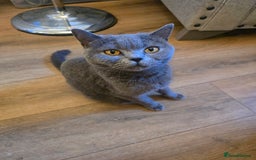 British Shorthair cats for sale: 6 x British Short-haired Blue kittens for sale - Image 20