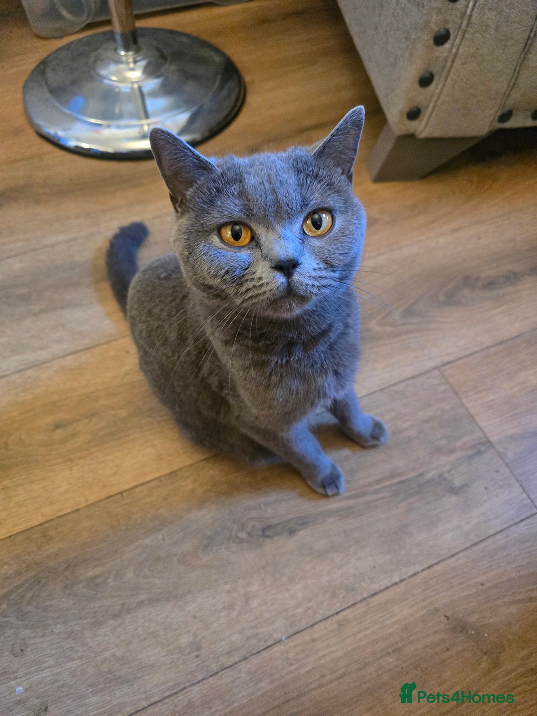 British Shorthair cats for sale: 6 x British Short-haired Blue kittens for sale - Image 20