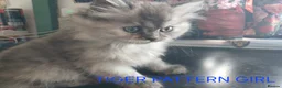 Ragdoll cats for sale: Rare Pattern Ragdoll-Super cudly teddybear kittens - Advert 28