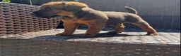 Lakeland Terrier dogs for sale: Lakeland terrier pup  in Gateshead - Advert 3