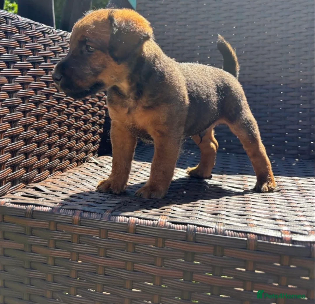 Lakeland Terrier dogs for sale: Lakeland terrier pup  in Gateshead - Advert 3
