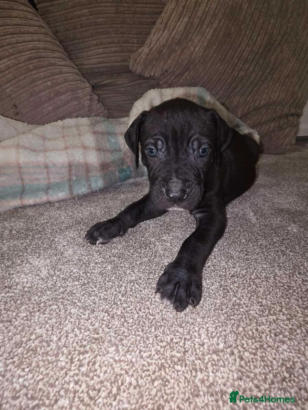 Presa Canario dogs for sale: Dual Purpose Presa Canario Puppies for Homing - Advert 4