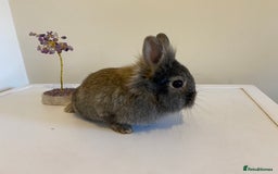 Lionhead rabbits for sale: Last Available Female Baby Lion-head Dwarf  - Image 8