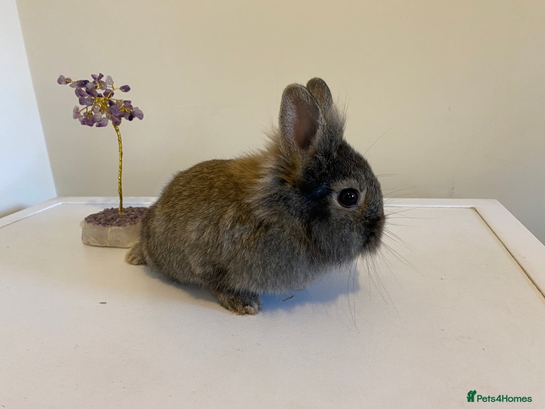 Lionhead rabbits for sale: Last Available Female Baby Lion-head Dwarf  - Image 8