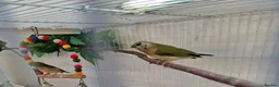 Finches birds for sale: Gouldian and Owl finch - Advert 5