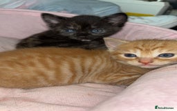 Domestic Shorthair cats for sale: 2 gorgeous kitten for sale  - Image 4
