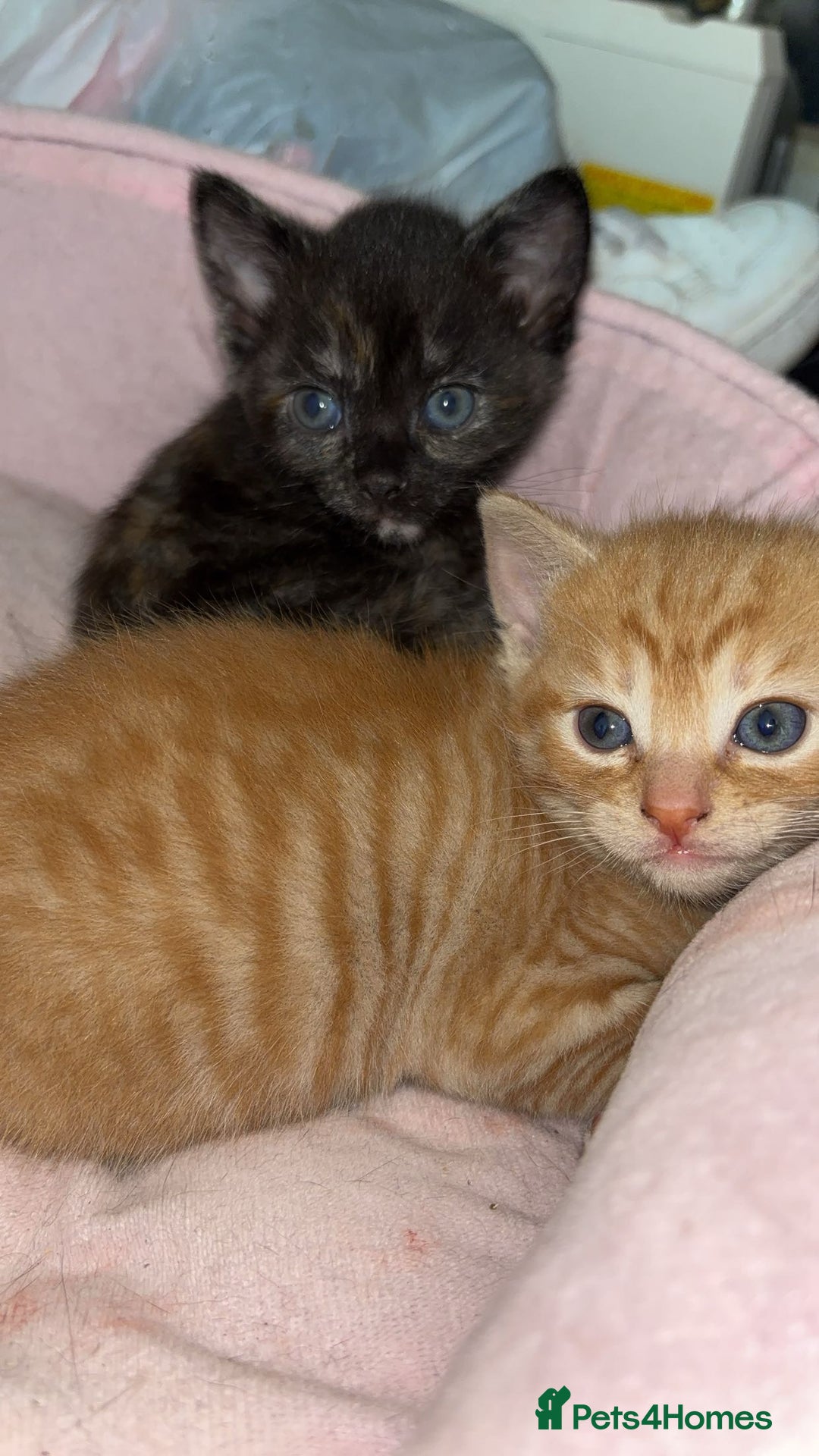 Domestic Shorthair cats for sale: 2 gorgeous kitten for sale  - Image 4