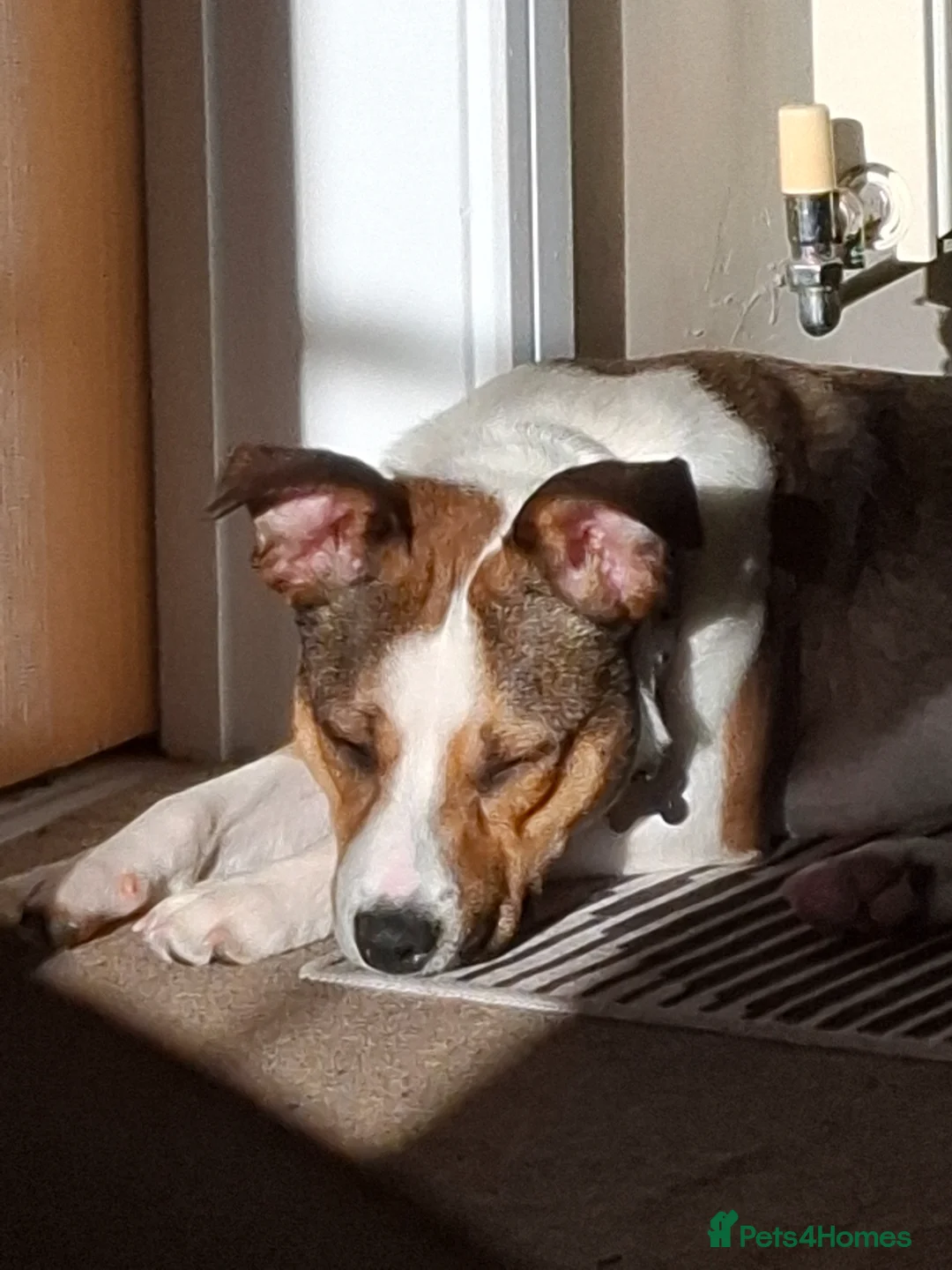 Mixed Breed dogs for sale: Staffordshire bull terrier cross border collie  in Eastleigh - Advert 2