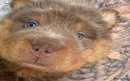 Shar Pei dogs for stud: TOP QUALITY -BEAUTIFUL BEARCOAT STUD in Wetherby - Image 8
