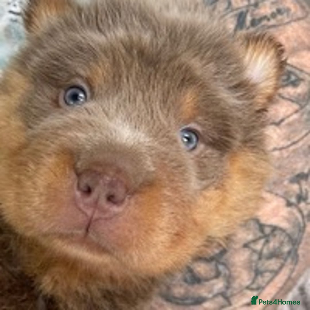 Shar Pei dogs for stud: TOP QUALITY -BEAUTIFUL BEARCOAT STUD in Wetherby - Image 8