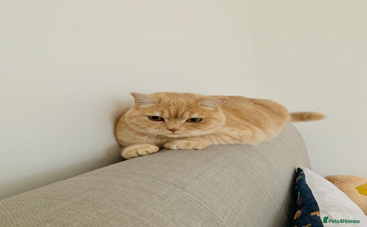 Mixed Breed cats - Advert 13