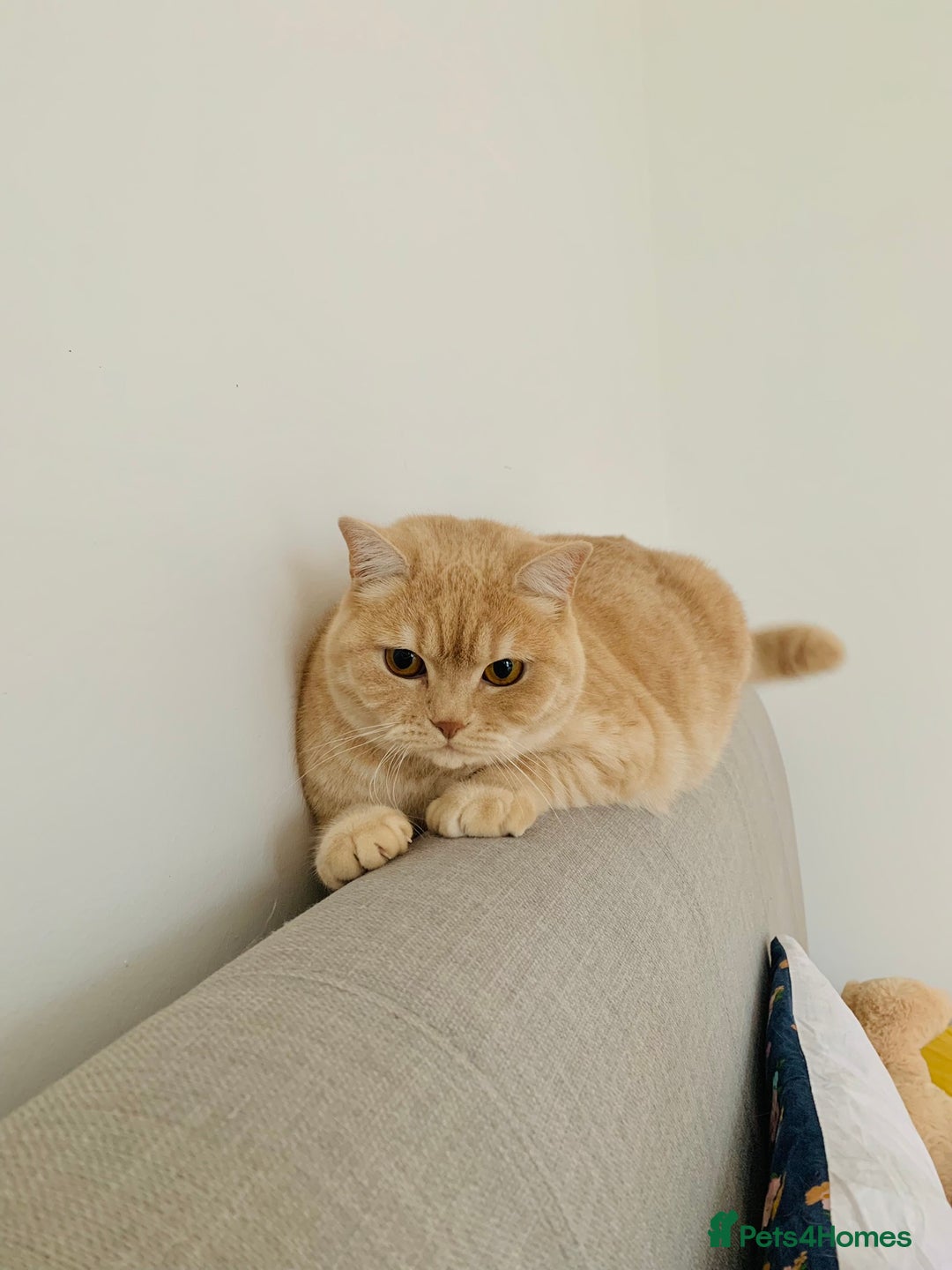 Mixed Breed cats for sale: Mimi. - Image 1