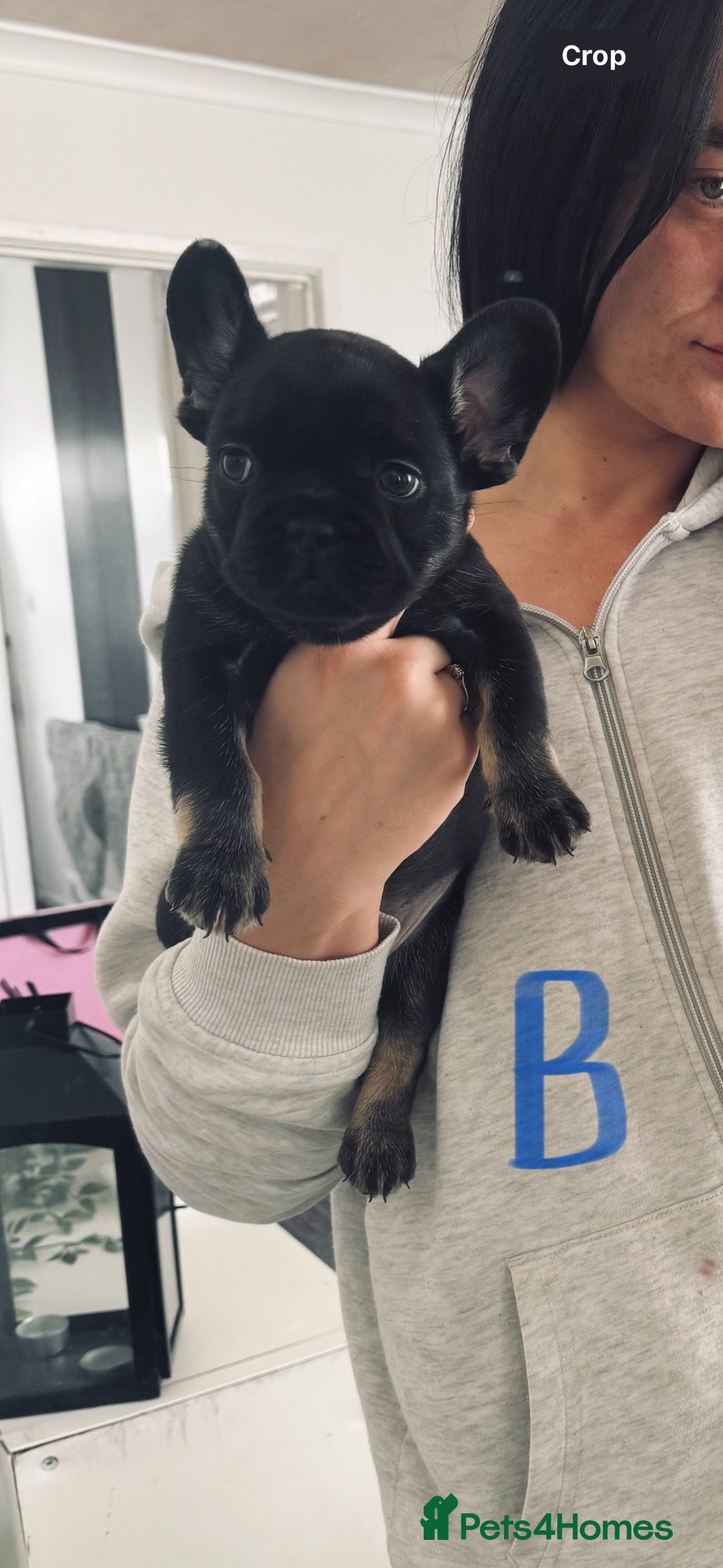 French Bulldog dogs for sale: french bulldog puppys (1 stunning boy left) - Advert 16