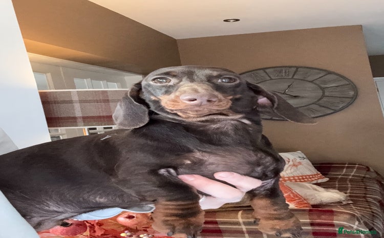 Miniature Dachshund dogs - Advert 11