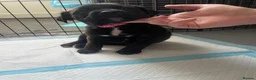 Mixed Breed dogs for sale: Puppies for sale  - Advert 4