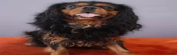 Mixed Breed dogs for sale: Springalier puppies for sale  - Advert 7