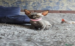 Sphynx cats for sale: TICA registered Canadian sphynx  - Image 5