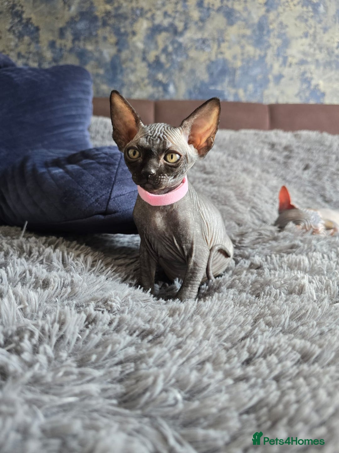 Sphynx cats for sale: TICA registered Canadian sphynx  - Image 5