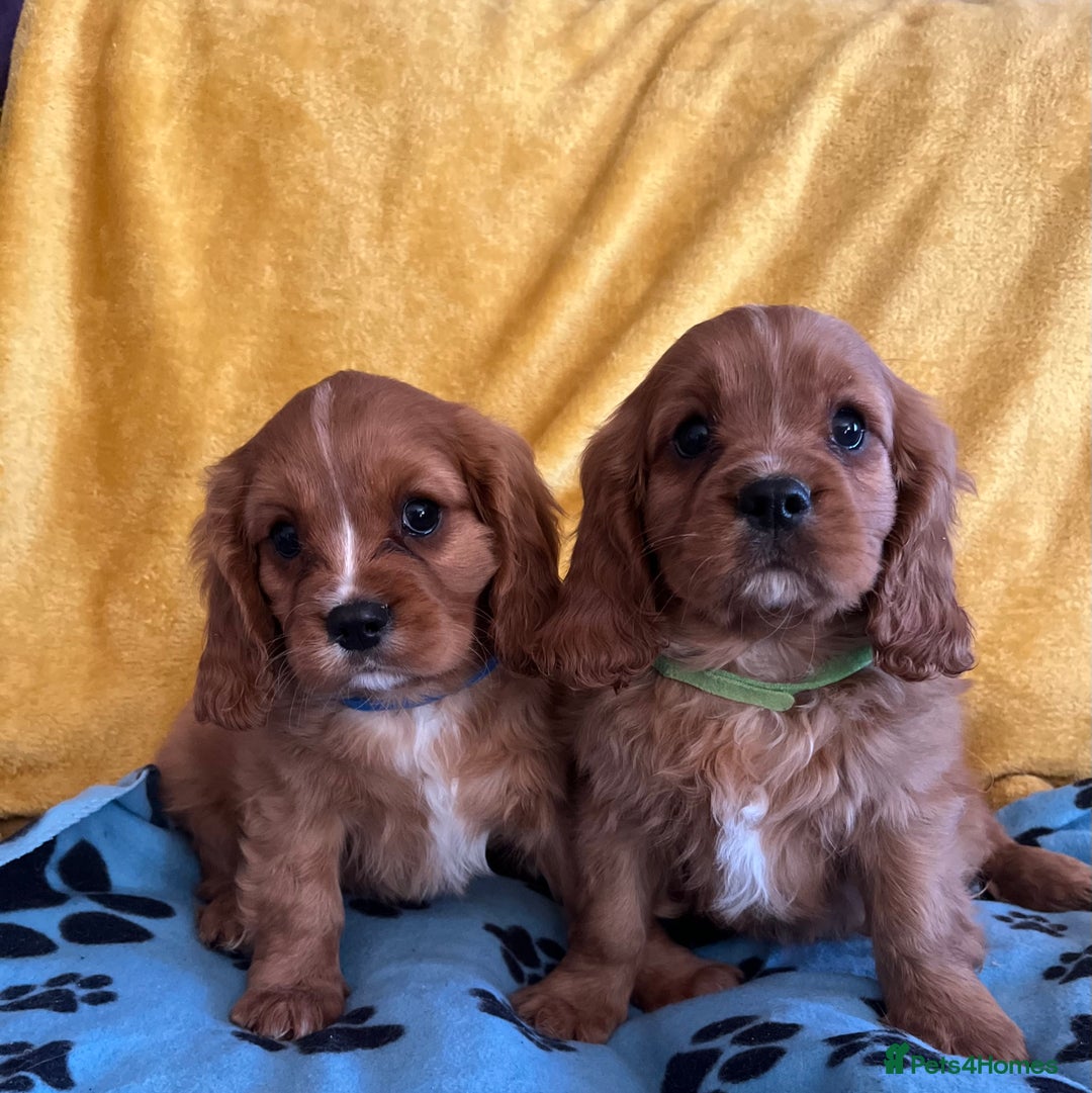 Cavalier King Charles Spaniel dogs for sale: Stunning cavalier King Charles puppies  - Image 7