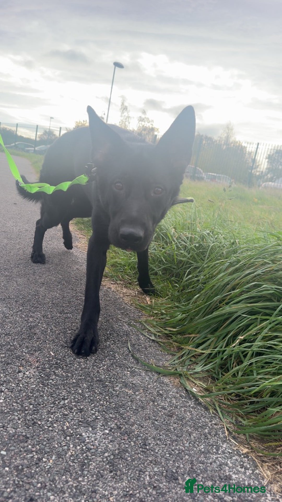 German Shepherd dogs for sale: Girl German shepherd luna - Image 5