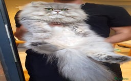 Persian cats for sale: Persian Chinchilla Kittens - Image 14