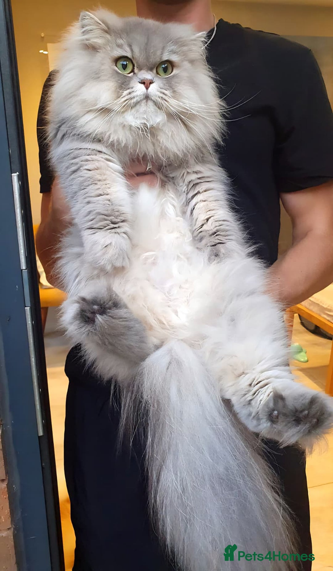 Persian cats for sale: Persian Chinchilla Kittens - Image 14