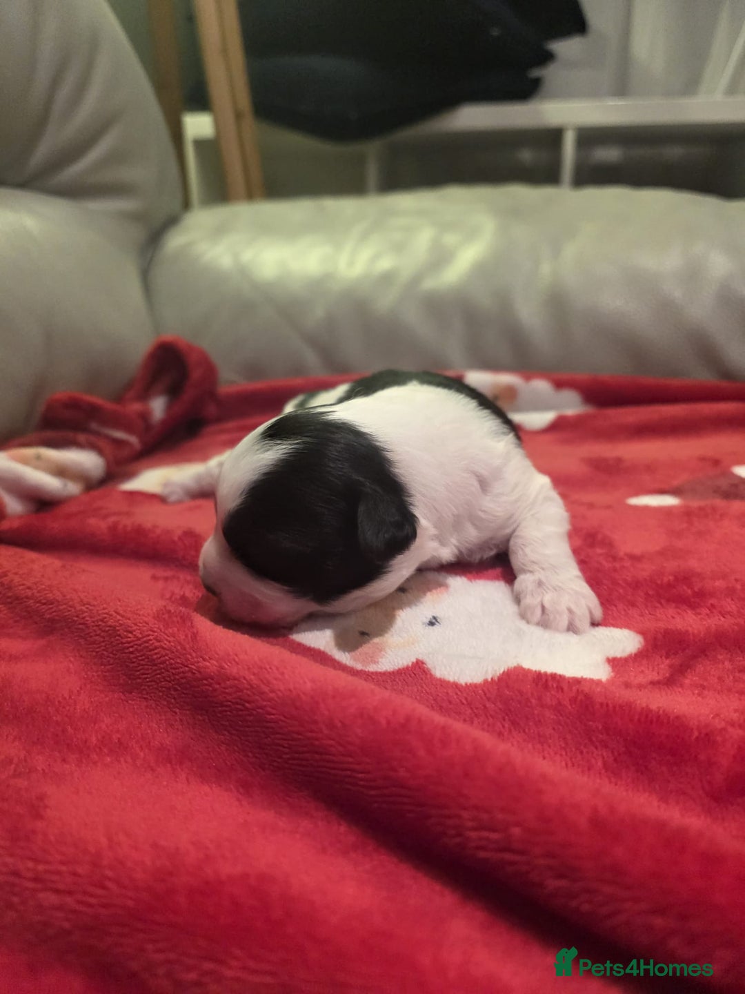 Mixed Breed dogs for sale: Pomshis - Advert 5