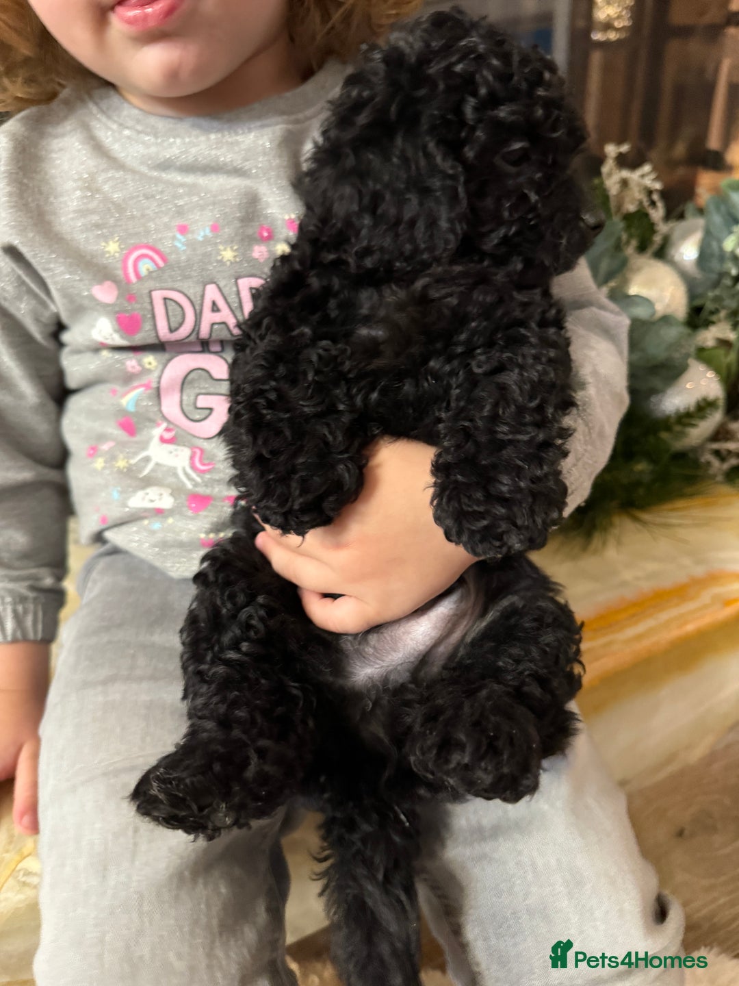 Cockapoo dogs for sale: Beautiful Cockapoo miniature (toy) black, tuxedo - Advert 14