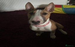 English Bull Terrier dogs for sale: English Bull Terrier Puppy  - Image 2