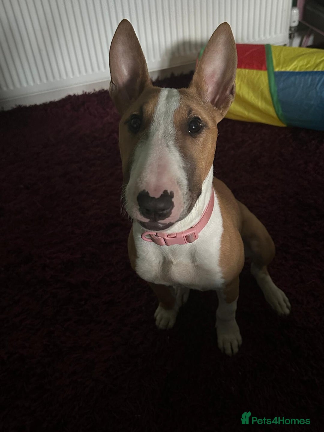 English Bull Terrier dogs for sale: English Bull Terrier Puppy  - Image 2