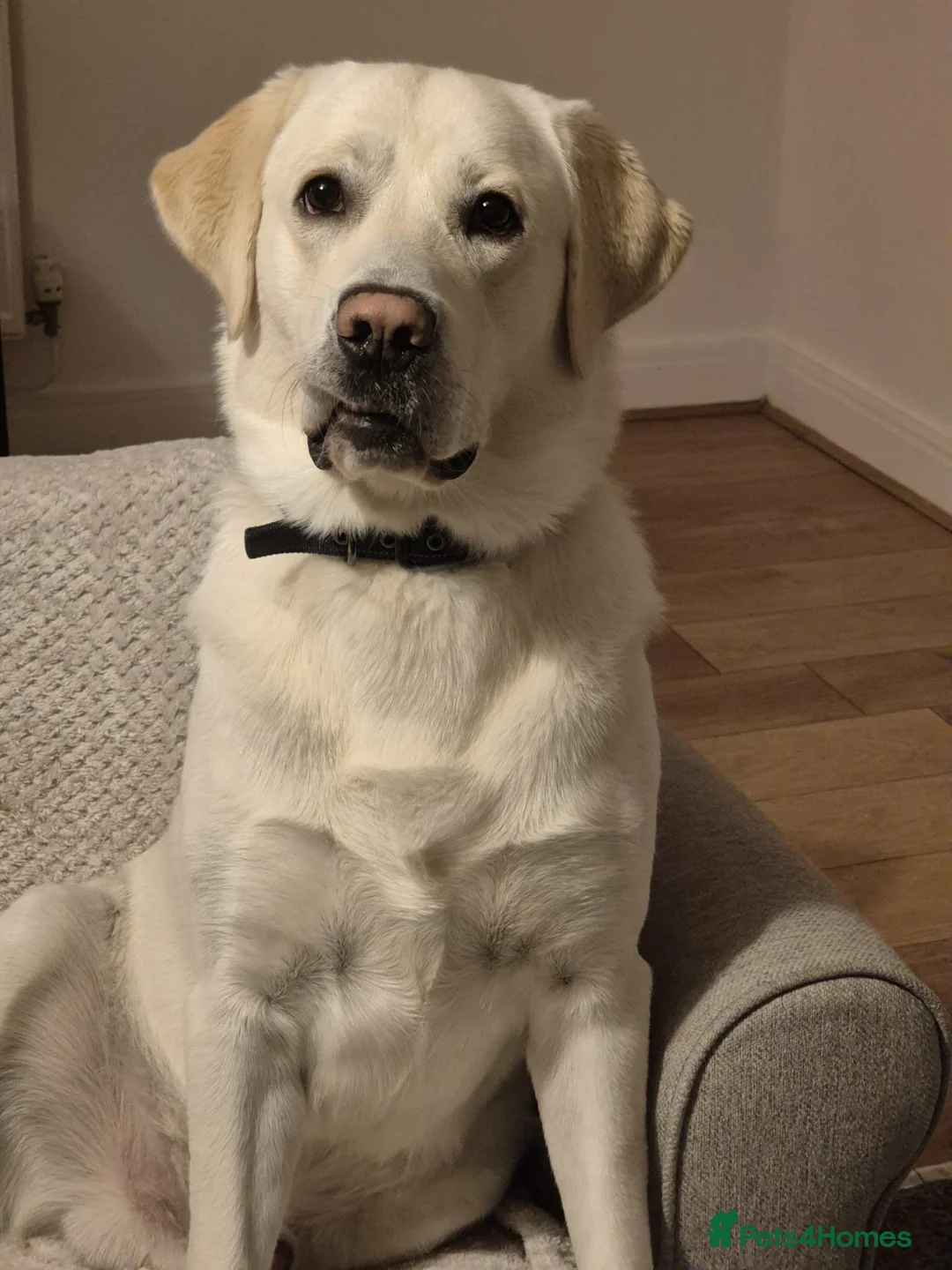 Goldador dogs for sale: Dog for rehome in Liverpool - Advert 5