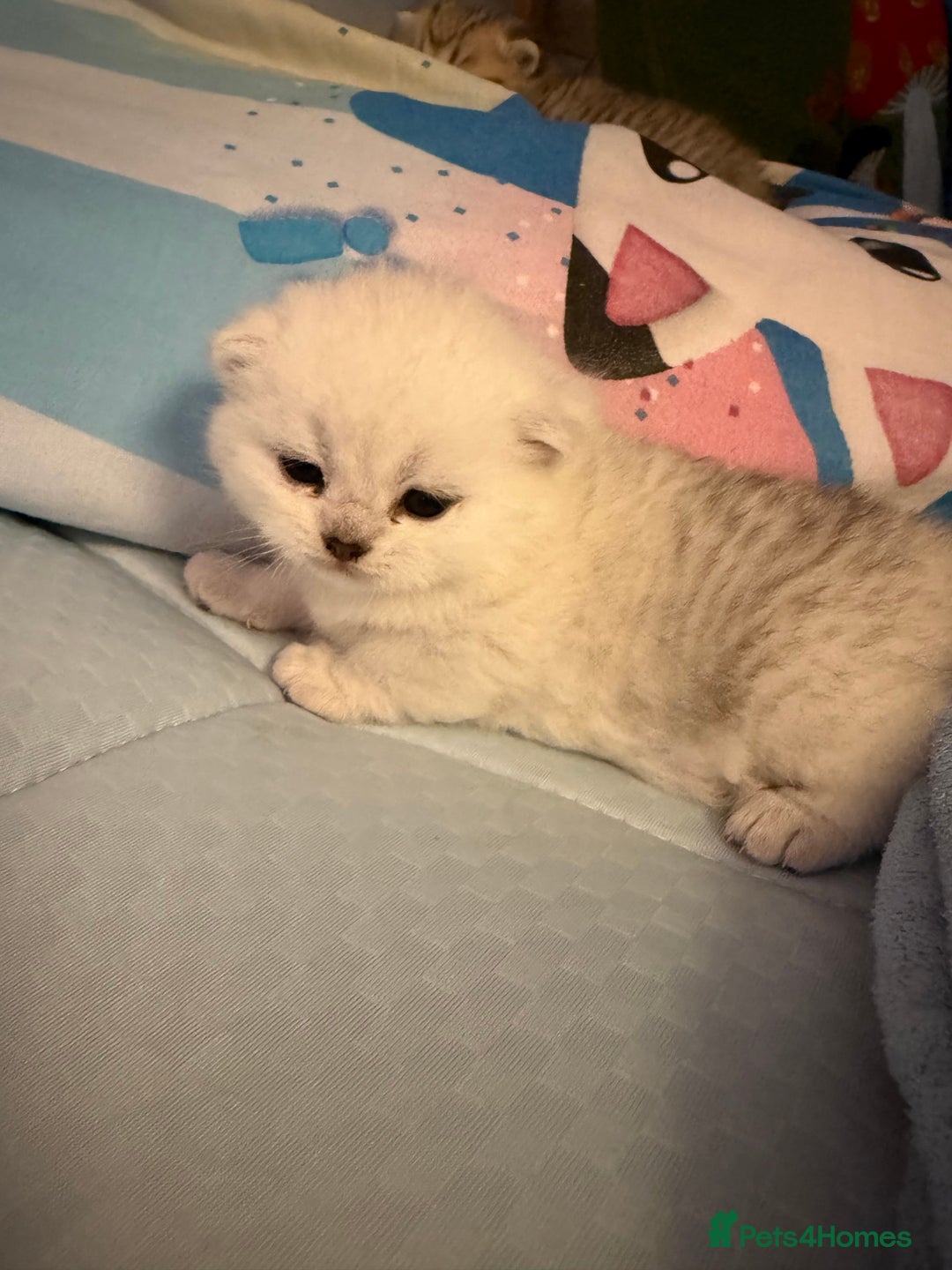 British Shorthair cats for sale: Champion British shorthair kitten  - Advert 14