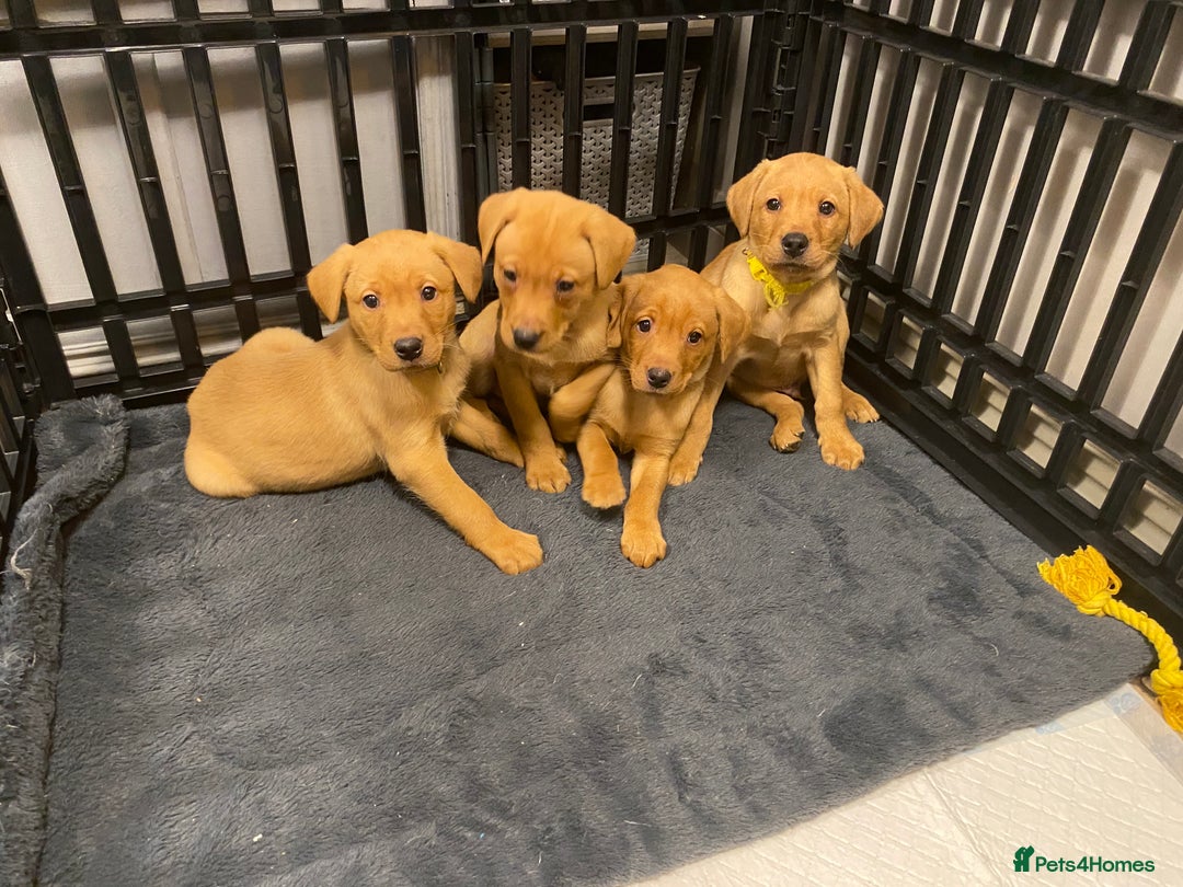 Labrador Retriever dogs for sale: KC Registered Labrador Male Pups READY NOW  - Advert 2