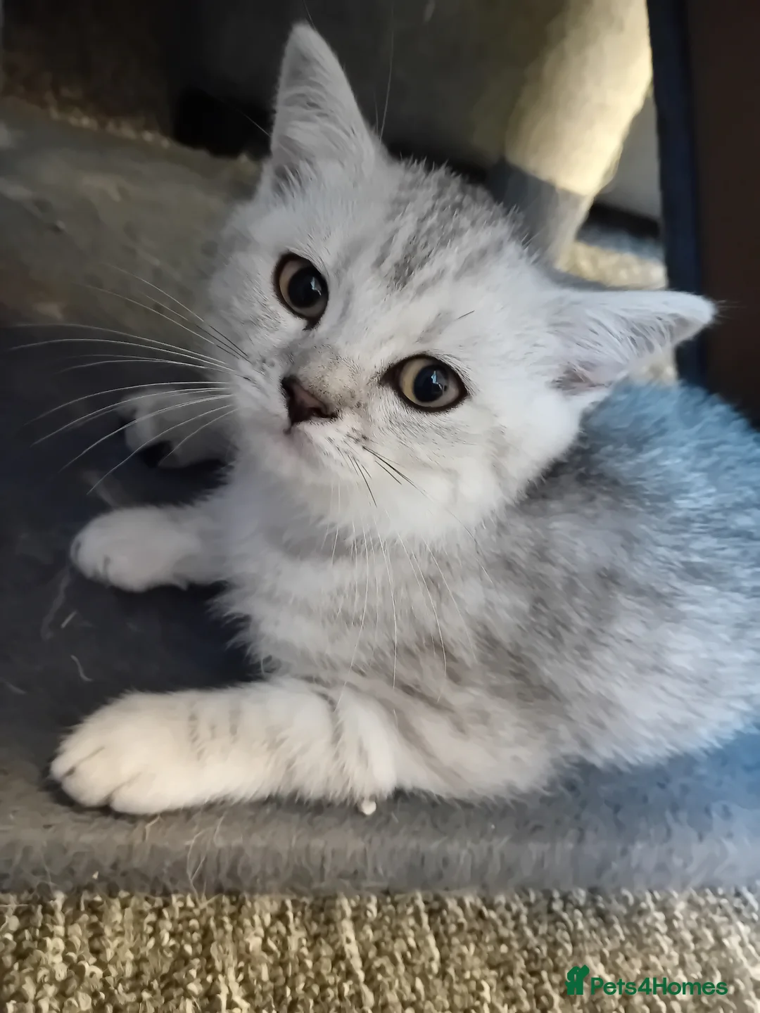 British Shorthair cats for sale: 2 British shorthair boys silver tabby - Advert 2