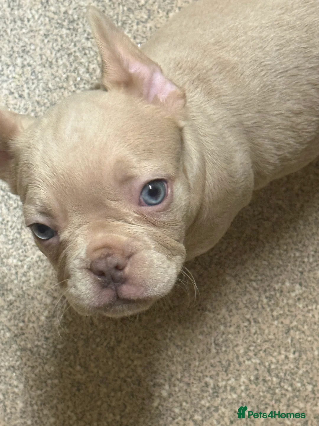 French Bulldog dogs for sale: Vaccine and Micro Chipped French Bulldog Puppies - Advert 3