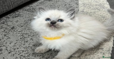 Siberian cats - Advert 6