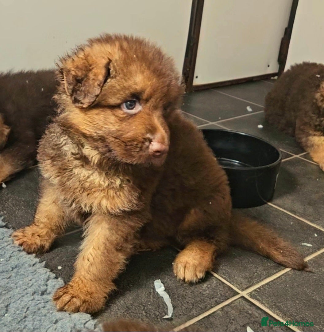 German Shepherd dogs for sale: Liver German Shepherd puppies  - Advert 1