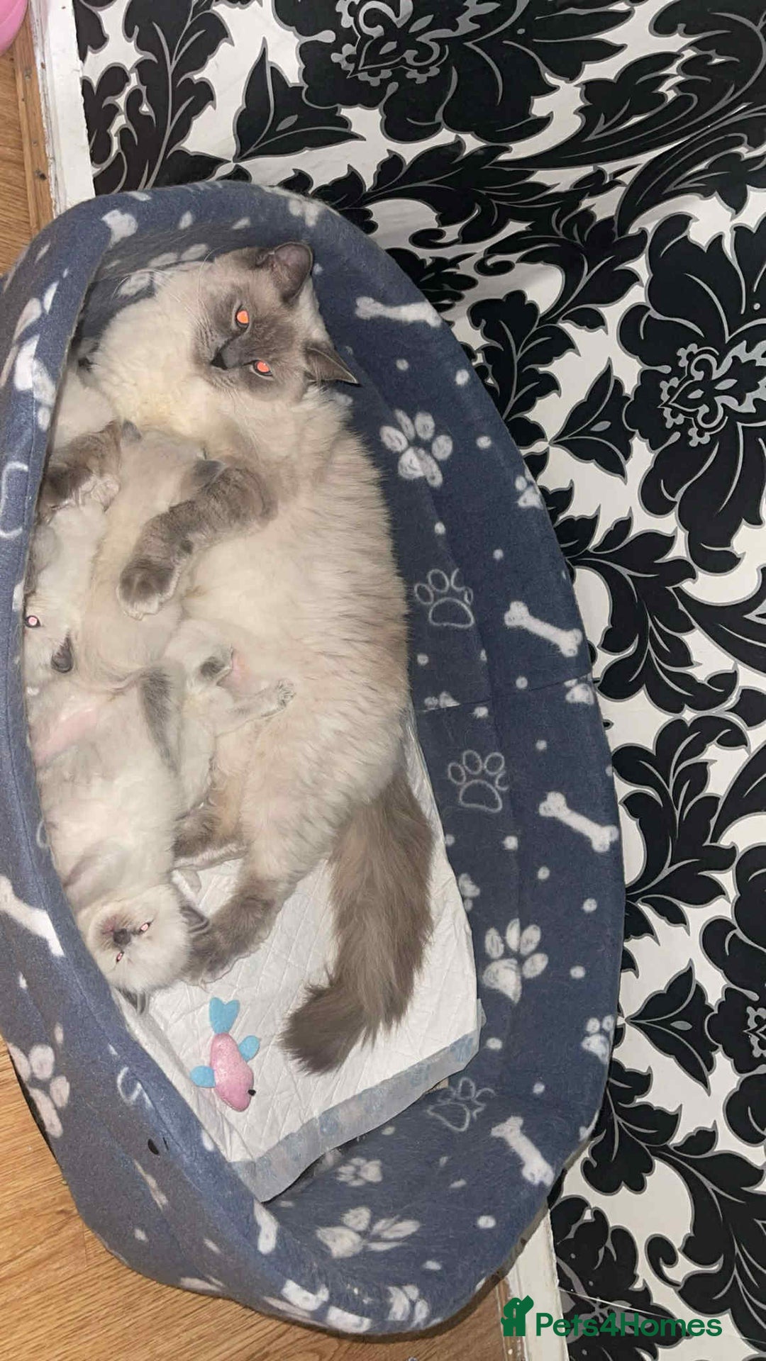 Ragdoll cats for sale: Pure ragdoll kittens ready to leave now ‼️ - Image 7