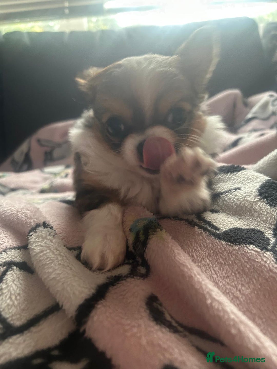 Chihuahua dogs for sale: 🌟Chihuahua Boy Ready for a Forever Loving Home🌟 - Advert 11