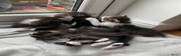Mixed Breed cats for sale: Cute little kittens. in Staines - Advert 15