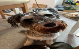 Mixed Breed dogs for sale: Schnackadoodles (Mini Schnauzer X Jackadoodle) - Image 17