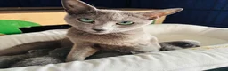 Russian Blue cats for sale: TICA PURE PEDIGREE RUSSIAN BLUE KITTENS  - Advert 30