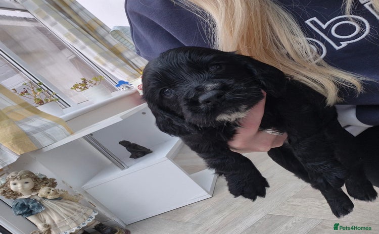 Cocker Spaniel dogs 1 gorgeous male working cocker spaniel puppy left  - Advert 5